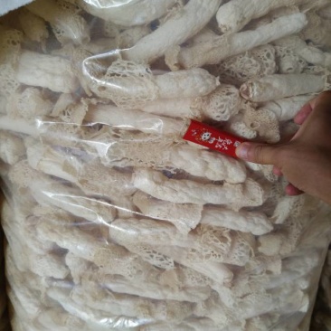 织金红托竹荪