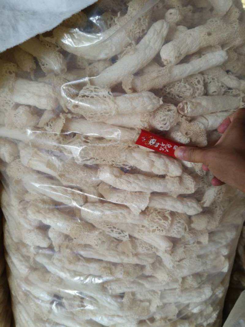 织金红托竹荪