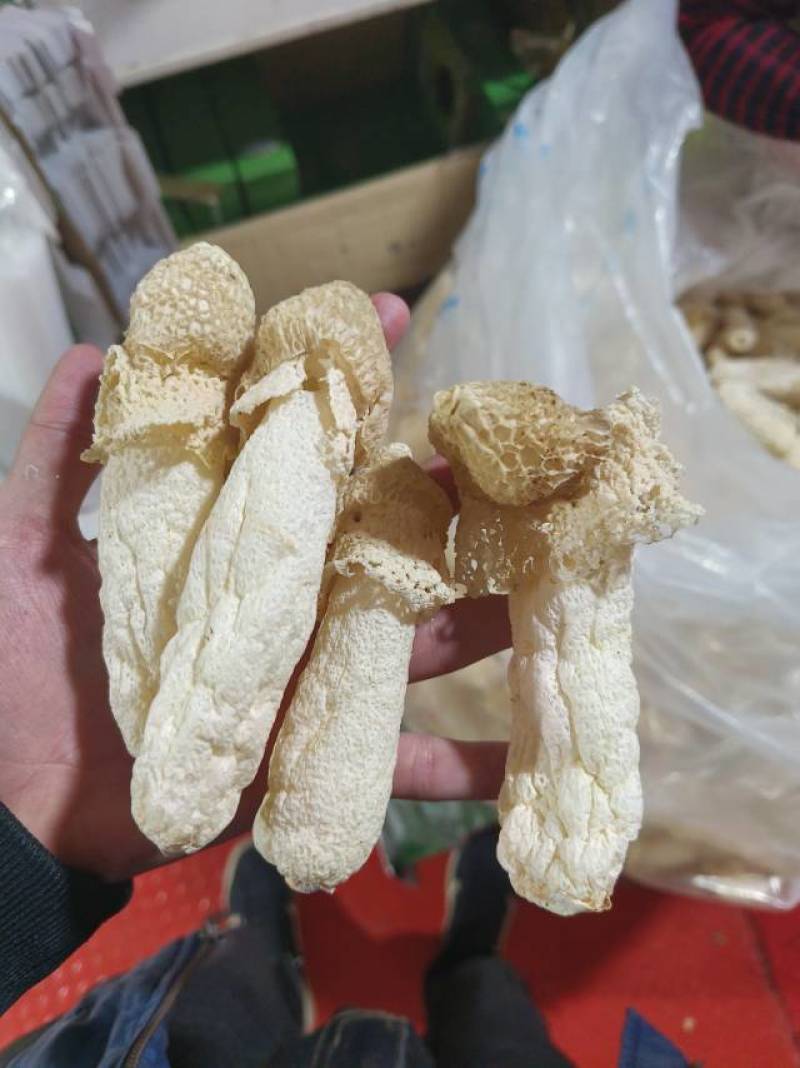 织金红托竹荪