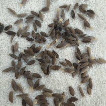 白术种苗，纯新，二代