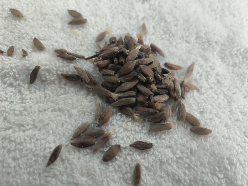 白术种苗，纯新，二代