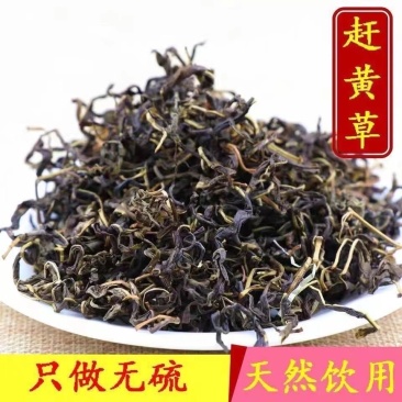 四川赶黄草中药材正品泡茶泡水喝养