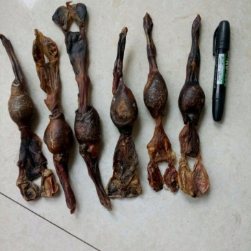 狗鞭中药材干货2个起包邮量大从优