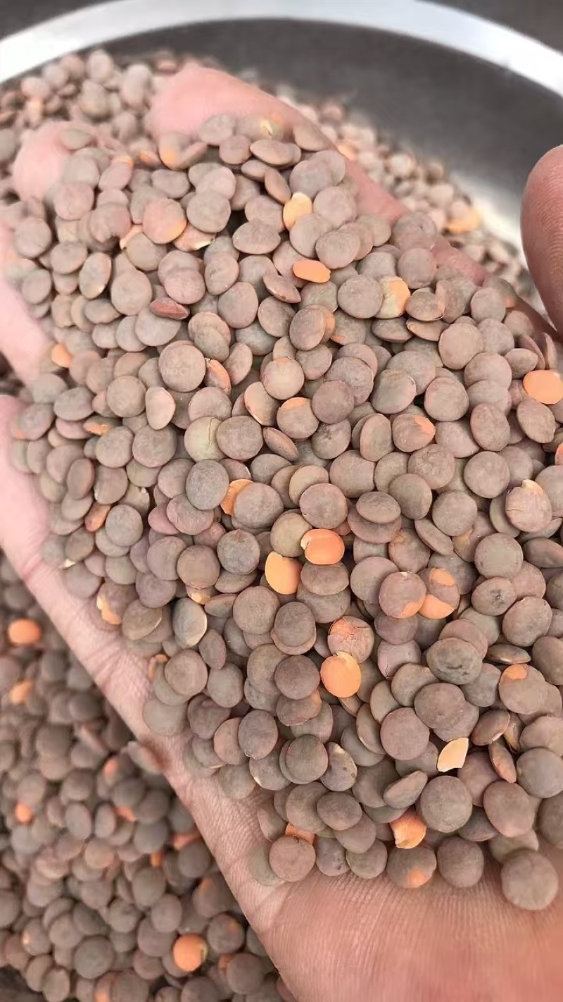 进口红扁豆小扁豆