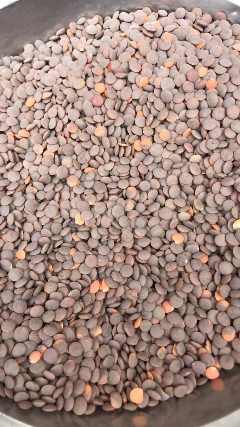 进口红扁豆小扁豆