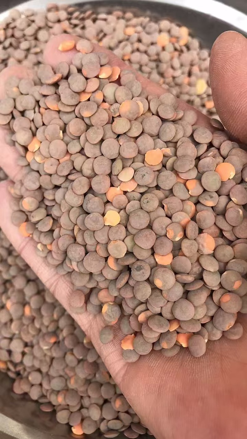 进口红扁豆小扁豆