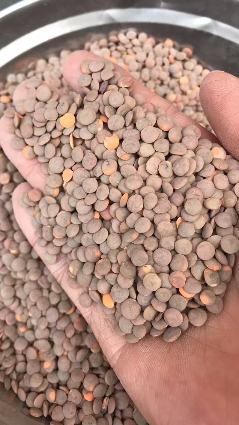 进口红扁豆小扁豆