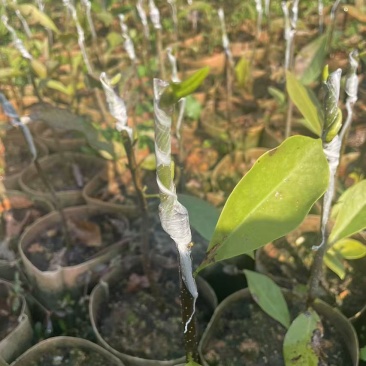 玉兰花、香花嫁接苗！