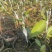 玉兰花、香花嫁接苗！