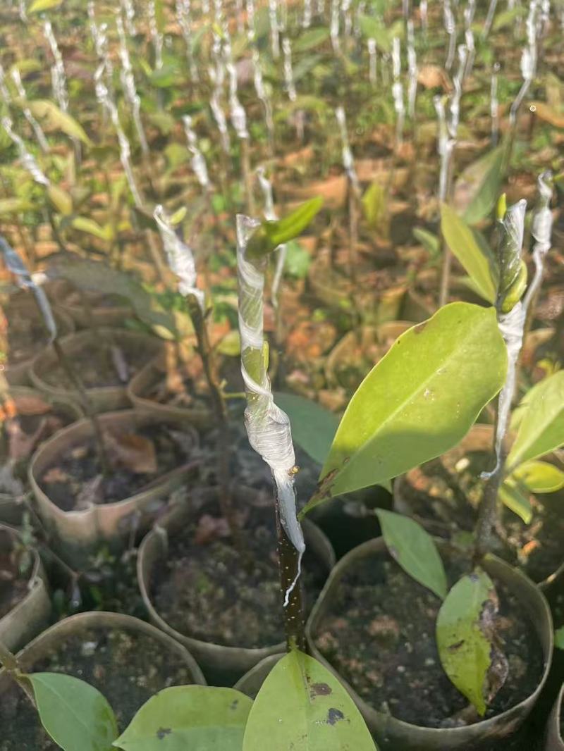 玉兰花、香花嫁接苗！