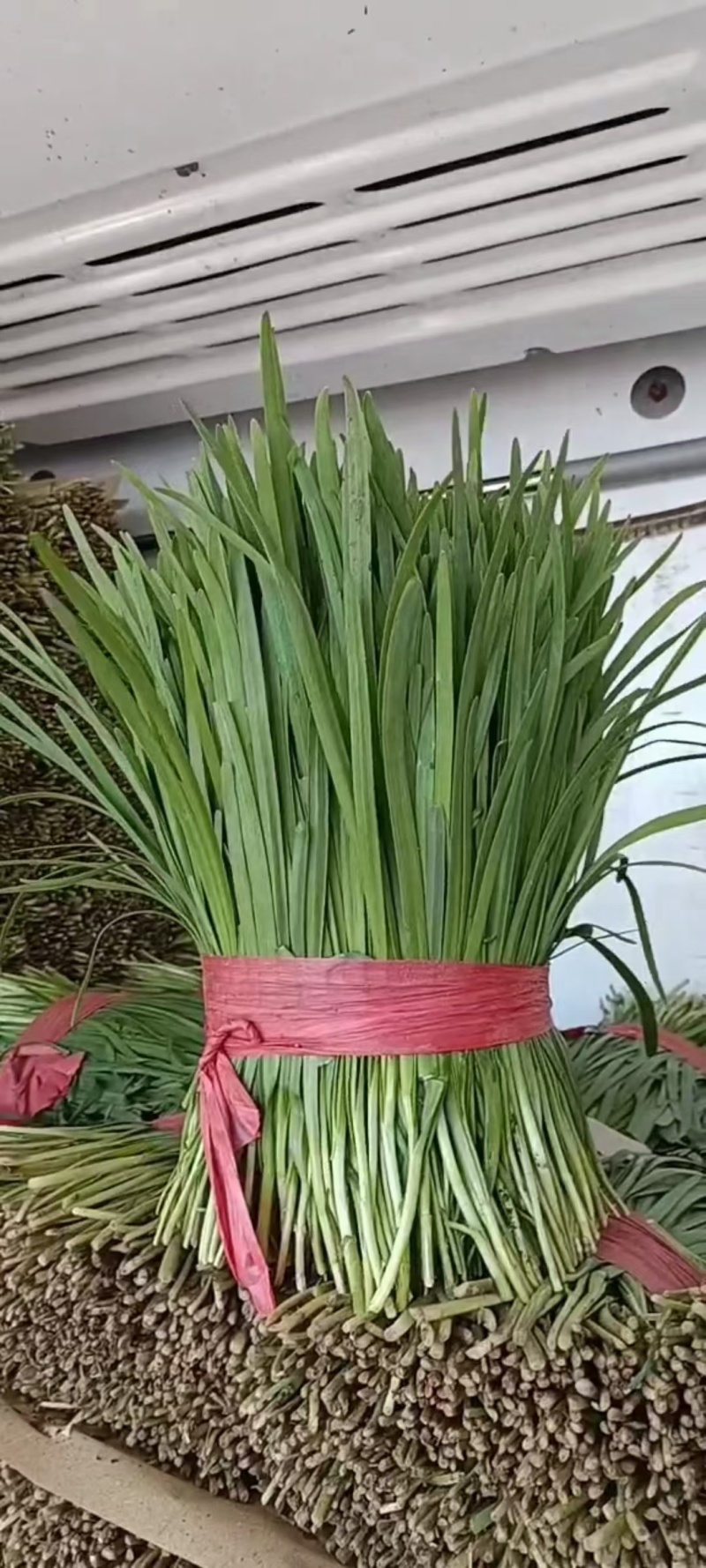 河北乐亭韭菜产区大量大量供应