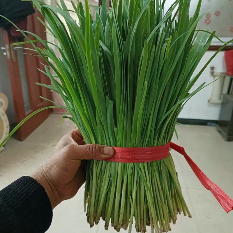 河北乐亭韭菜产区大量大量供应