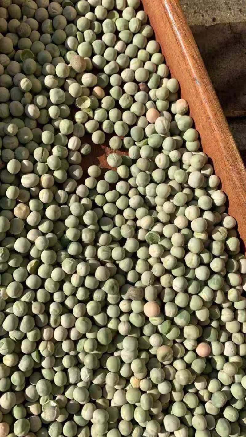 阿根廷绿豌豆青豆青豌豆便宜饲料用