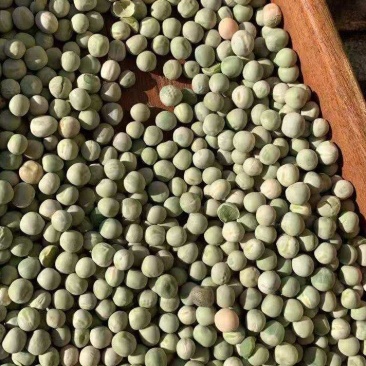 阿根廷绿豌豆青豆青豌豆便宜饲料用