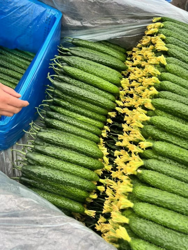 黄瓜～精品密刺黄瓜～电商超市市场～产地直发～物流全国