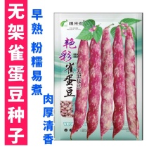无架雀蛋豆种子不用搭架的地豆彩色紫红四季豆角种籽阳台蔬菜