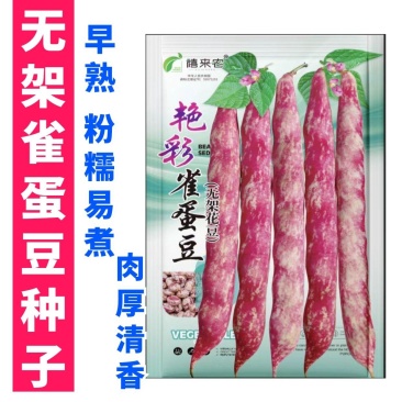 无架雀蛋豆种子不用搭架的地豆彩色紫红四季豆角种籽阳台蔬菜
