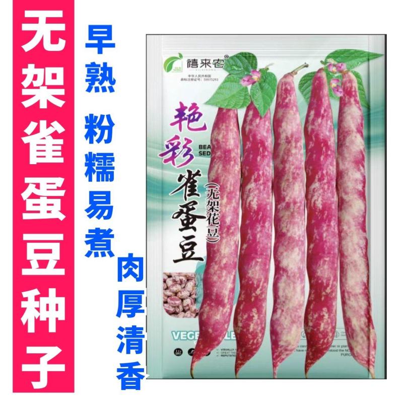 无架雀蛋豆种子不用搭架的地豆彩色紫红四季豆角种籽阳台蔬菜