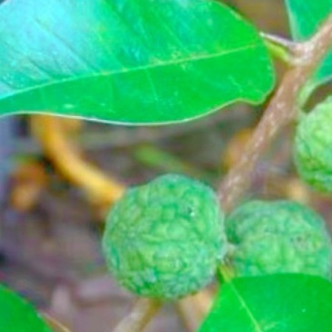 广西纯野生无硫穿破石量大从优基地直发对接全国