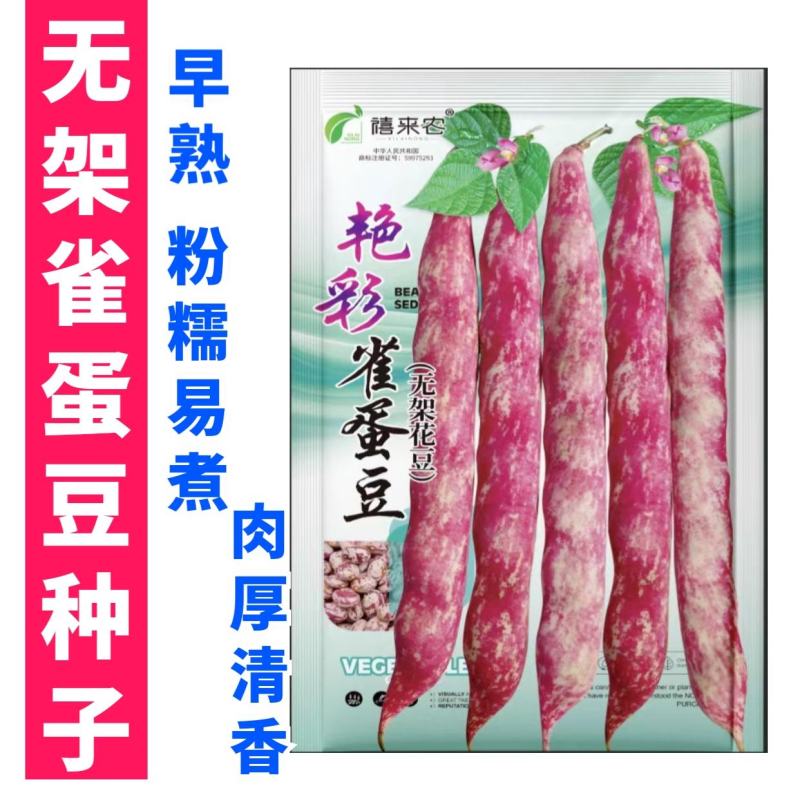 无架雀蛋豆种子不用搭架的地豆彩色紫红四季豆角种籽阳台蔬菜