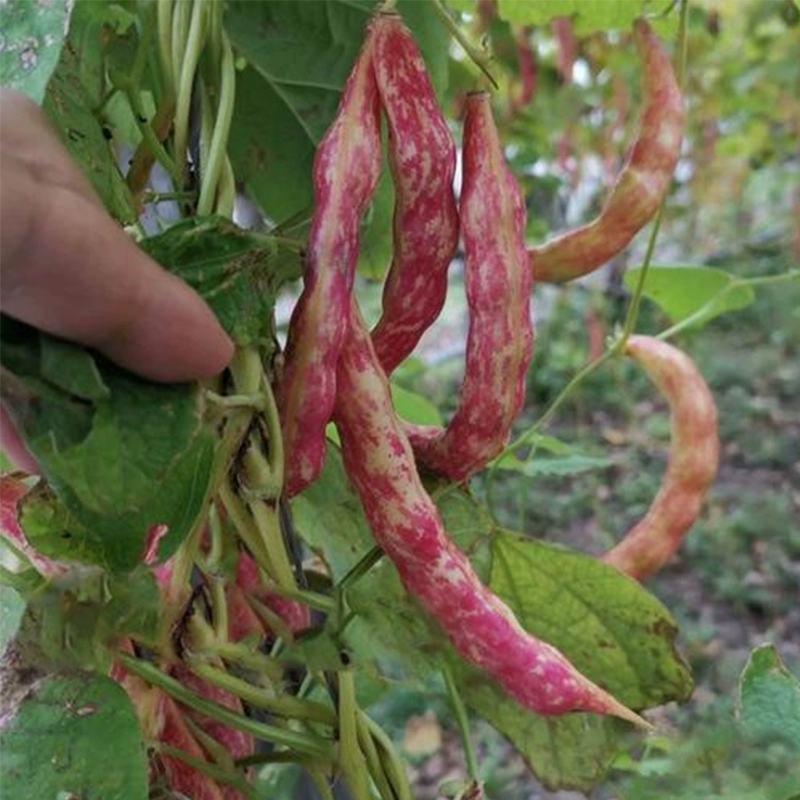 无架雀蛋豆种子不用搭架的地豆彩色紫红四季豆角种籽阳台蔬菜