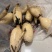 陕西莲藕莲藕头莲菜头小藕陕西山西莲藕大荔合阳莲藕