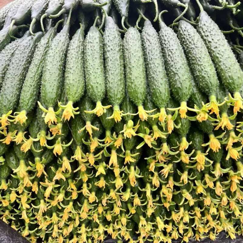 优质密刺黄瓜/顶花带刺/干花带刺【电商商超市场直发】