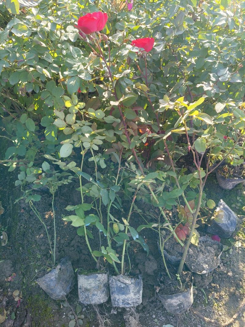 红帽月季大杯，基地有量，价格优惠，欢迎来一亩田订购。
