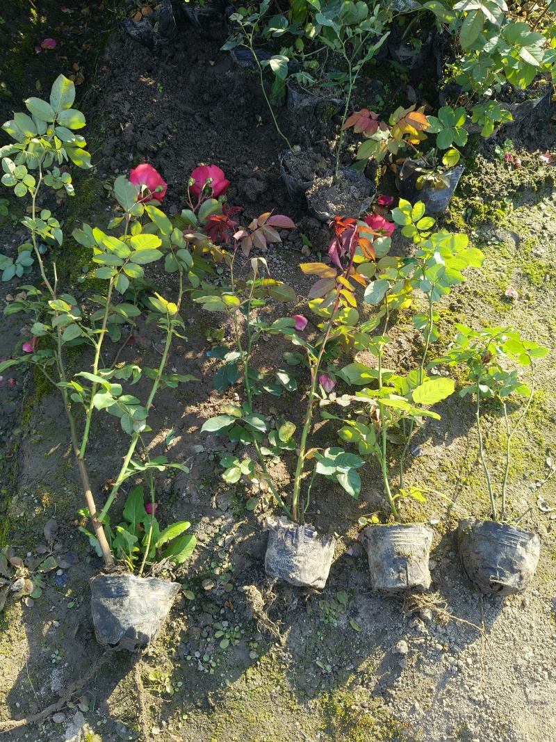 红帽月季大杯，基地有量，价格优惠，欢迎来一亩田订购。