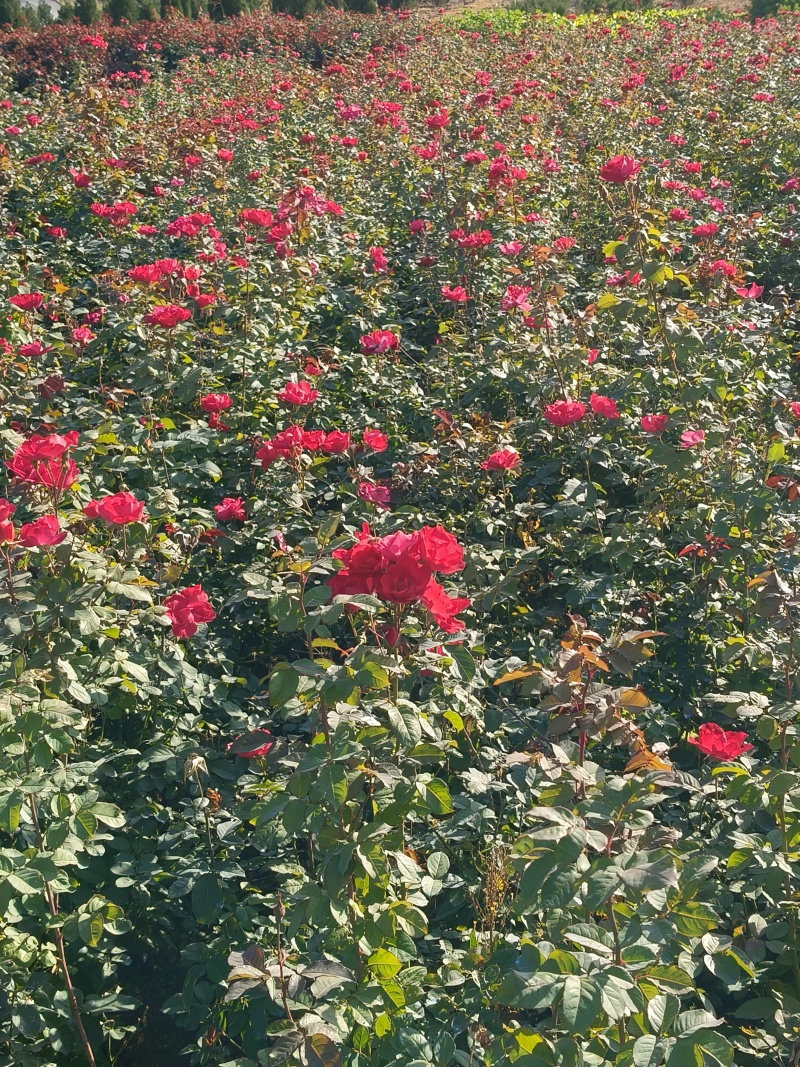 红帽月季大杯，基地有量，价格优惠，欢迎来一亩田订购。