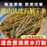 安徽霍山铁皮石斛干条石斛条打粉条干货