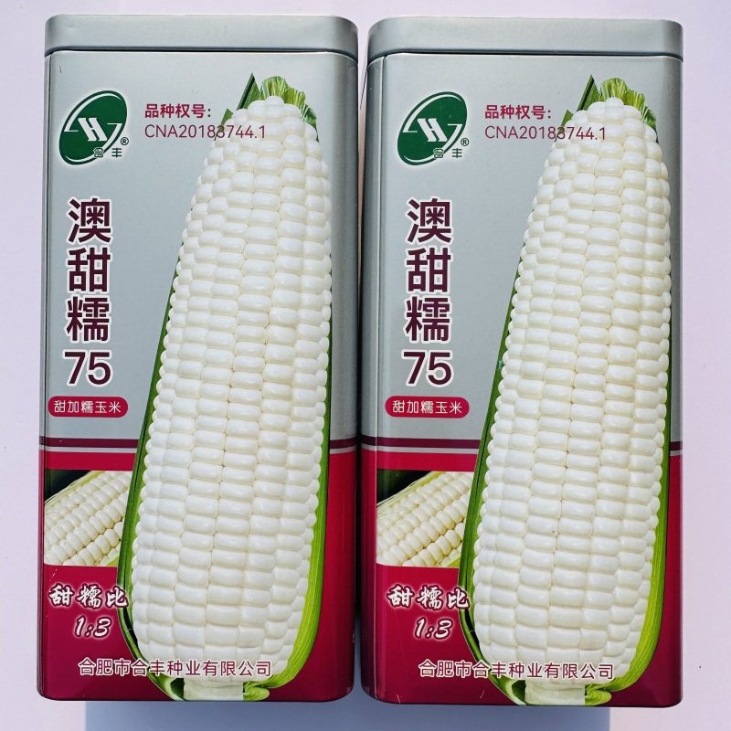 国审玉米澳甜糯75甜加糯玉米种子大棒鲜食白糯玉米种子高产