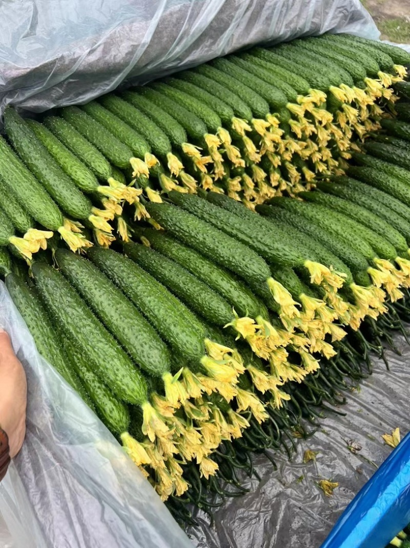 优质密刺黄瓜/顶花带刺/干花带刺【电商商超市场直发】