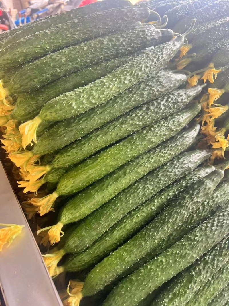 优质密刺黄瓜/顶花带刺/干花带刺【电商商超市场直发】