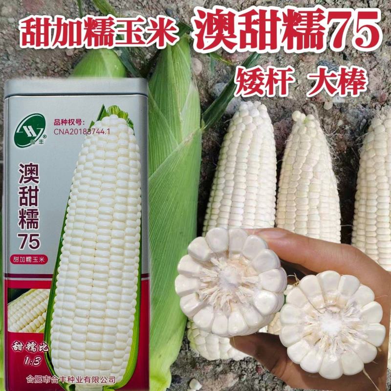 澳甜糯75玉米种子甜糯大棒矮杆鲜食甜加糯玉米种子粘糯香甜