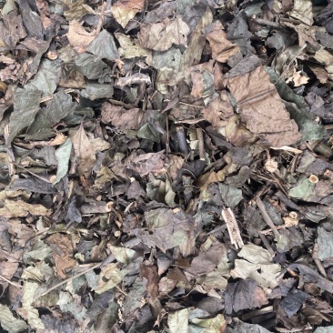 肿节风九节茶干货无硫新货九节风草珊瑚量大包邮