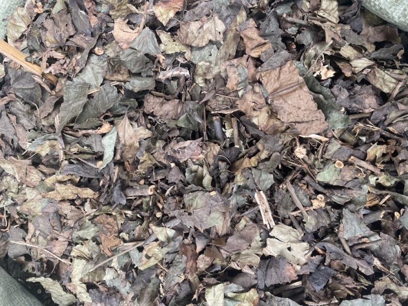 肿节风九节茶干货无硫新货九节风草珊瑚量大包邮