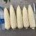 澳甜糯75玉米种子甜糯大棒矮杆鲜食甜加糯玉米种子粘糯香甜