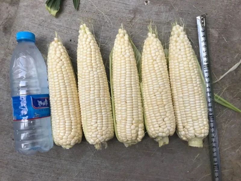 澳甜糯75玉米种子甜糯大棒矮杆鲜食甜加糯玉米种子粘糯香甜