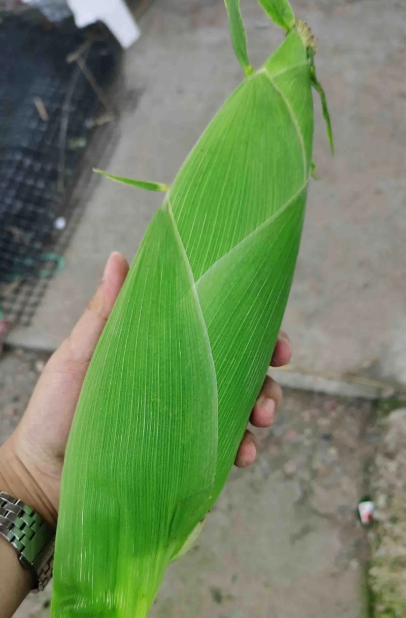 澳甜糯75玉米种子甜糯大棒矮杆鲜食甜加糯玉米种子粘糯香甜