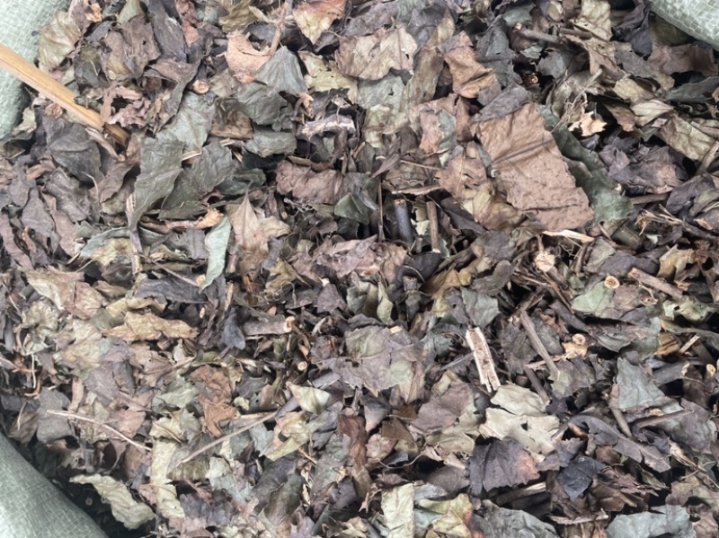 肿节风九节茶干货无硫新货九节风草珊瑚量大包邮