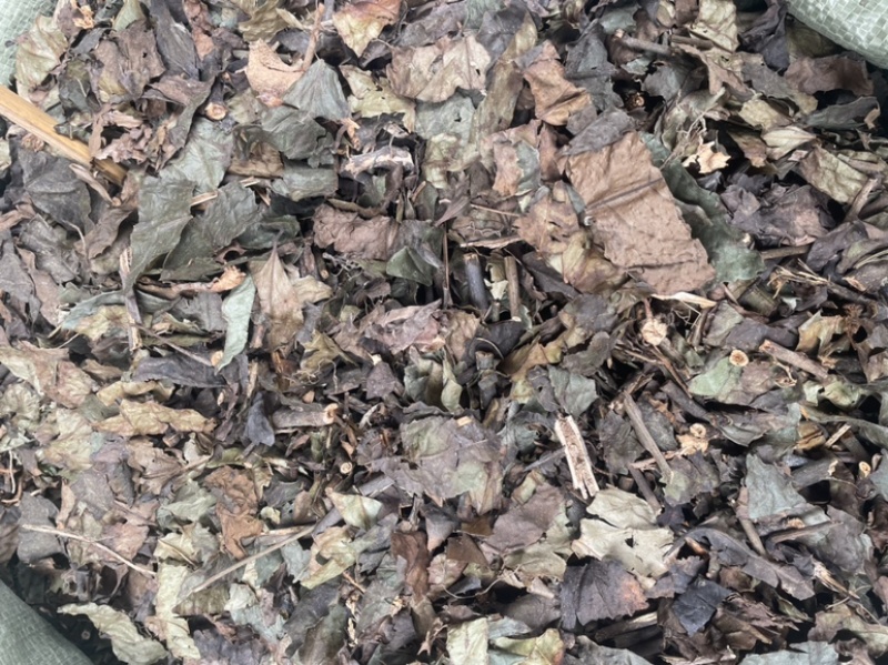 肿节风九节茶干货无硫新货九节风草珊瑚量大包邮