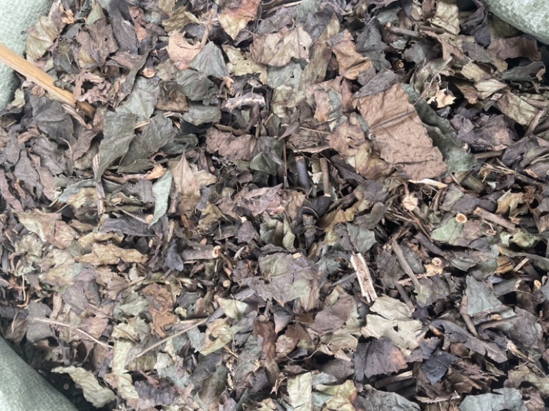 肿节风九节茶干货无硫新货九节风草珊瑚量大包邮
