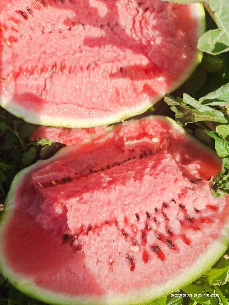 【推荐】西瓜🍉精品通货都有产地直发有需要联系