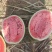 【推荐】西瓜🍉精品通货都有产地直发有需要联系