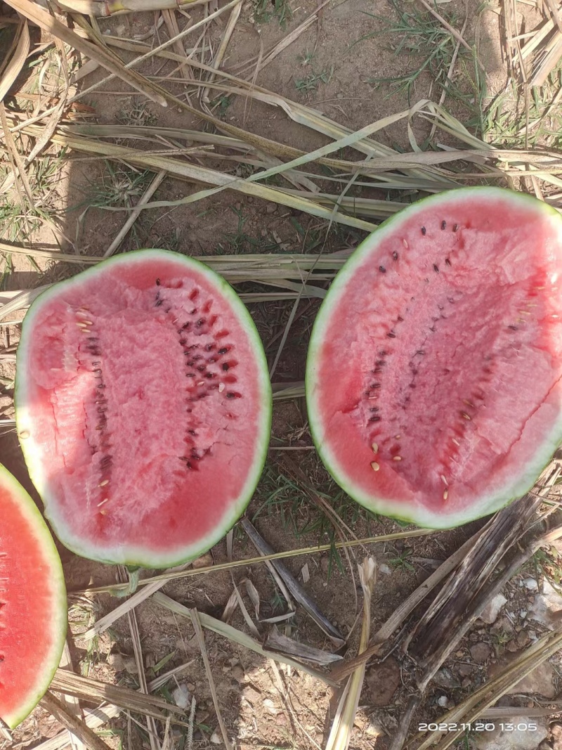 【推荐】西瓜🍉精品通货都有产地直发有需要联系