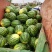 【推荐】西瓜🍉精品通货都有产地直发有需要联系