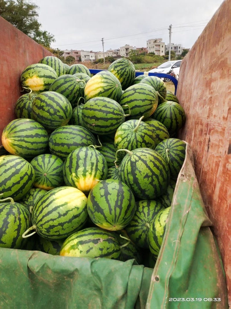 【推荐】西瓜🍉精品通货都有产地直发有需要联系