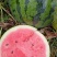 【推荐】西瓜🍉精品通货都有产地直发有需要联系