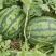 【推荐】西瓜🍉精品通货都有产地直发有需要联系
